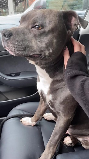 Soothing Dog Scratch Massage for Relaxation