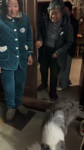 Unleash the Dog Spirit: Border Collie's Meteorite Adventure