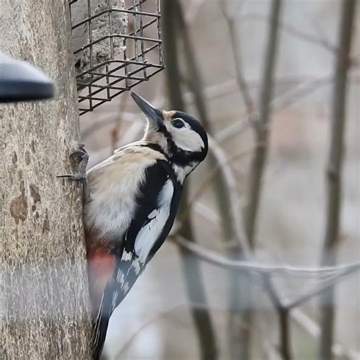 You Won’t Believe How FAST This Woodpecker Pecks! 🐦💥