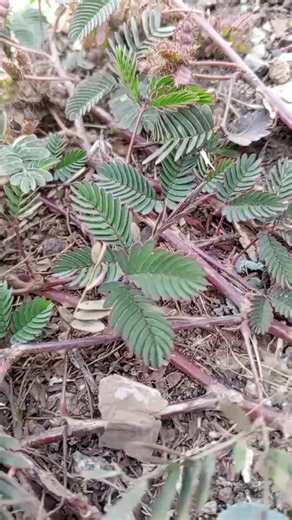 Caring for Mimosa Pudica Plants