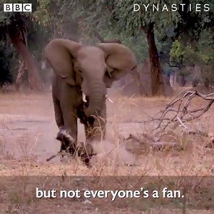 3.3M views · 2.2K reactions | Elephants and painted wolves aren't exactly the best of friends! #Dynasties | BBC Earth | Facebook