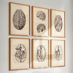 Set 6 Vintage Brain Anatomy Art Neurology Art Medical Art Neurologist Art Neuroscientist Gift Neurosurgeon Gift Psychologist Gift Clinic Art - Etsy