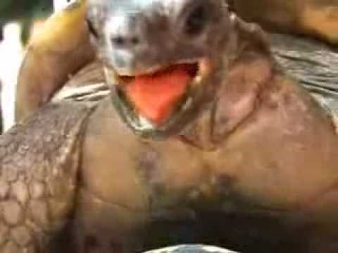 Turtles Mating funny