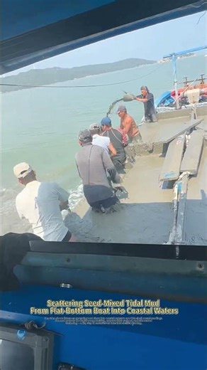 Spreading Mud Into The Sea? It's Actually Thin-Shell Mussel Seed Sowing !