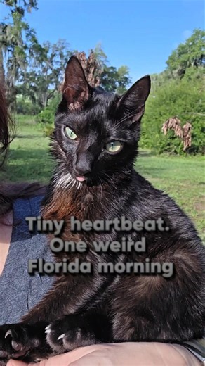 Some are carrying much more weight than it seems #cat #cerebellarhypoplasia #elviswestley #nature