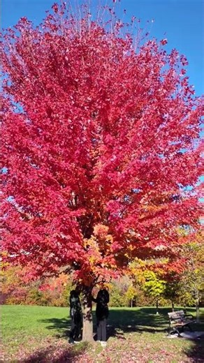 Beautiful and Flaming Tree, Autumn leaves 🍁