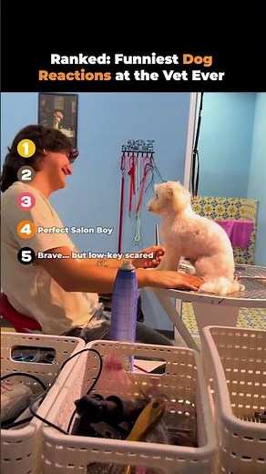 Ranked- Funniest Dog Reactions at the Vet Ever 🤣🐶