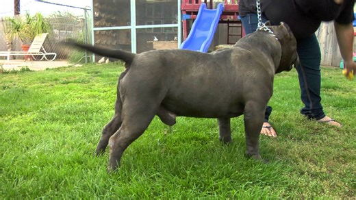 American bully - ABKC GR CH Pokemon