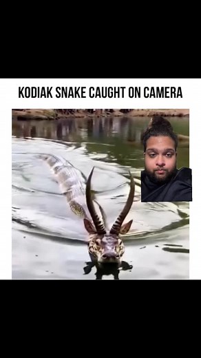 Exploring the Mysterious Kodiak Snake in the Ocean