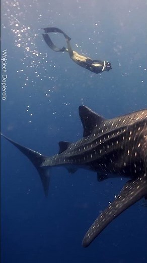 Swimming With Whale Sharks 🦈