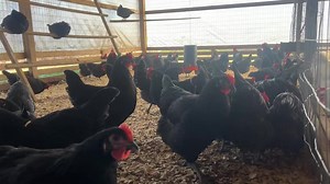 Happy Monday from one of our Black Australorp flocks! 🐥🐣 Need a few in your flock? Visit www.valleyfarmshatchery.com to place your order today! | Valley Farms Hatchery