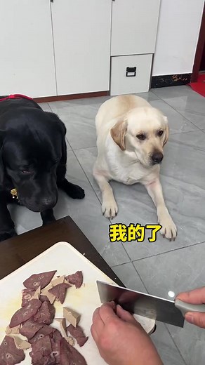 狗狗成精了！拉布拉多的搞笑瞬间