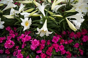 Weather In Bowie This Week: Here's What To Expect