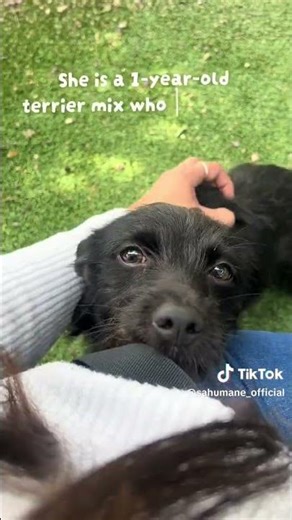 Meet little Unique! #adopt #sanantonio #dog #littledog