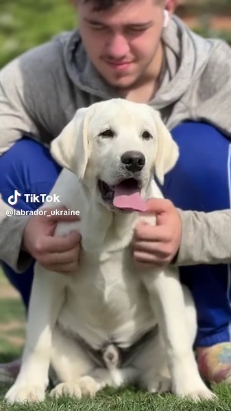 Dolenga’s Atlantic Wave 🐾 #labrador #лабрадор #купитьлабрадора #щеноклабрадора #labradorpuppy #цуценялабрадор #puppylove #цуценя