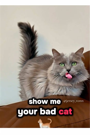 Ai Shelby Lynn. This was the Devils Spawn up until a few years ago. Thankfully Satan has left her body. lol. #cat #bad #catsoftiktok #pet #cattok