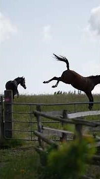Heinshof #Reiturlaub #lüneburgerheide #horse #equestrian #horseriding #shorts