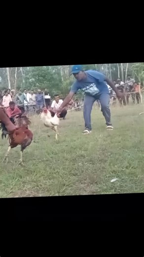 Murga FIGHTING 🐔🐔🐔🐔🐔 | Kumar Lipu