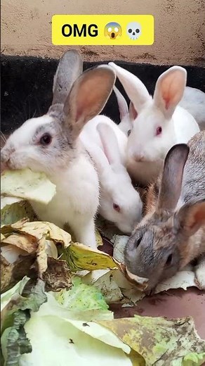These Bunnies Are Going CRAZY for Cabbage #rabbits #feeding #viral