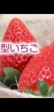 四季なりイチゴの栽培。よつぼし、露地栽培、プランター、有機栽培です。