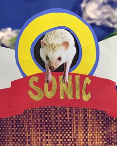 SONIC THE HEDGEHOG in Real Life — GeekTyrant