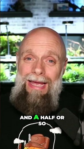 Ember Tetra: The PERFECT Schooling Fish For Your Aquarium!