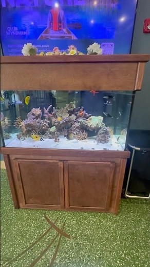 Stunning 90 Gallon Reef Tank At Wyndham Resorts PCB FL #reeftank