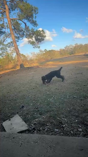 Free to good home! Good pet. | Roger Avery