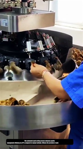 Automated Quail Sorting: Precision Poultry Management