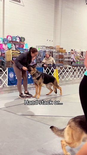 I guess this is Lucy’s intro to tiktok 😂 #dogshow #akc #akcprofesionaldoghandler #professionalhandler #akcdogshow #conformationshow #conformationdog #gsd #germanshepherd #gsds #showdog