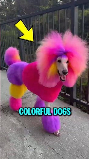 Top 3 Most Colorful Dogs in the World 🌈 The Last One Looks Unreal!