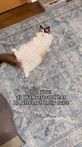 48K views · 1.1K reactions | Belly rubs are actually one of her favorite things in the world, she almost never denies them and constantly asks for them 凉 | Eevee and Yoshi, Ragdoll cats | Facebook