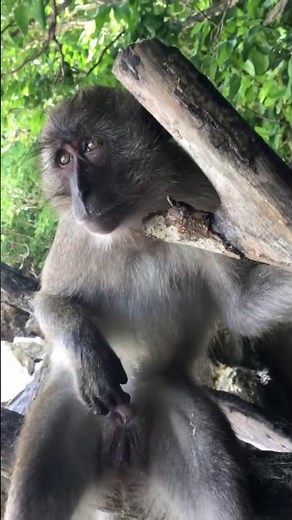 Monkey plays with himself @ PhiPhi islands, Thailand Monkey Beach FUNNY! Monkey jerk off