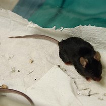 Video: Mouse Model of Alloimmune-induced Vascular Rejection and Transplant Arteriosclerosis