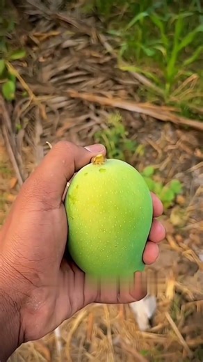 Kacche Aam Ki Dandi Itni Khatarnaak?😱|