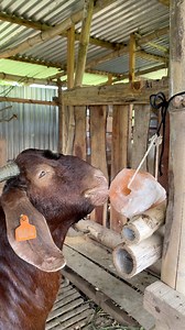 Himalayan salt lick . #goats #fblifestyle #goatfarming | Goats-To-Kita