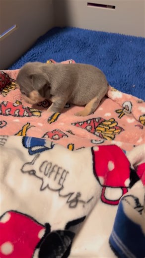 Working on walking and litter box training, dual purpose day😂❤️❤️❤️❤️❤️ #frenchie #frenchielife #frenchielove #vols #frenchieworld | Blue Buddha Frenchies LLC