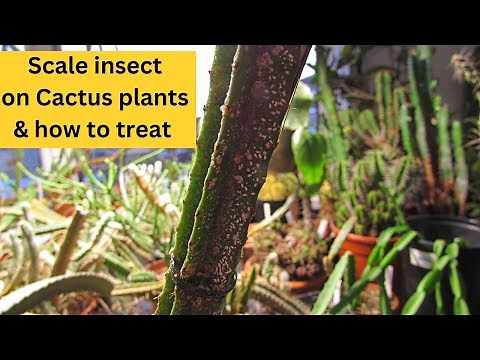 Scale insect on your Cacti ? What I do to treat & get rid of Scale on Cactus #cacti #cactusplants