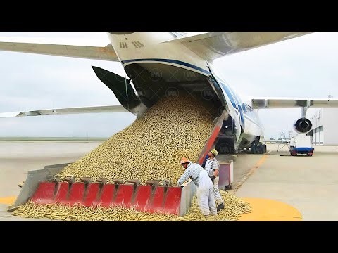 Why Is the US Dumping Hundreds of Millions of Flies Into Panama?