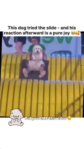 His reaction at the bottom made my day! 🥹🛝 #shorts #goldenretriever