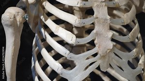 Human Skeleton System Rib Cage Anatomy. Closeup.