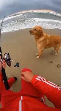 😭🌋My Dog Saved A Baby Tiger From A Volcano... But Then 😭🐯#animals #animalrescue