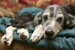 Veterinarian's Prednisone Side Effects For Dogs - Cuteness