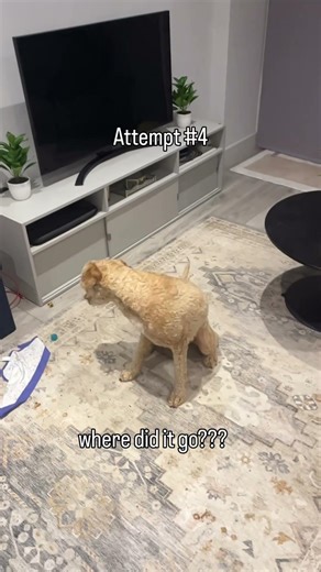 Learning to catch the treat 🐶🐾