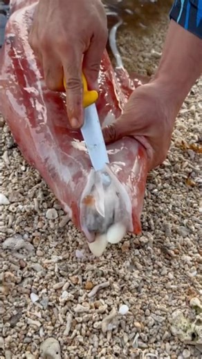 Giant Red Squid Eats a Toxic Fugu! (Bizarre Catch)