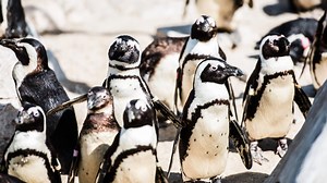 Did you know that penguins are the fastest swimmers and deepest divers of all seabirds? | Beautiful News