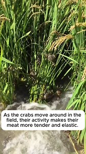 Crab farming combined with rice growing in China #urbangardening #gardeningistherapy #gardeninggoals #homegardening #gardeninspiration | Garden Soothing | Facebook