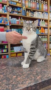 Bodega Cats on Reels