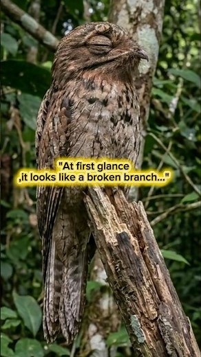 The Bird That Disguises as a Dead Tree! 🦉🌳