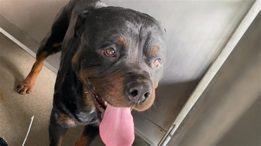 OH BUMMER, BEAR WAS FOUND RUNNING IN STREET! ! Lost 15 pounds since adopted in 2/25 and now on Deadline! Reason because adopters surrendered said “too big”when shelter contacted . Would they have surrendered if finder hadnt picked him up running streets. Heartbreaking ! City of San Bernardino Animal Services BEAR #A577054 listed as a 1 year old male very big friendly Rottwieler . Additional photos/videos in comments 333 Chandler Place San Bernardino, CA 92408 (909) 384-1304 Hours of Operation: D